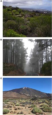 Effects of Soil Properties, Temperature and Disturbance on Diversity and Functional Composition of Plant Communities Along a Steep Elevational Gradient on Tenerife